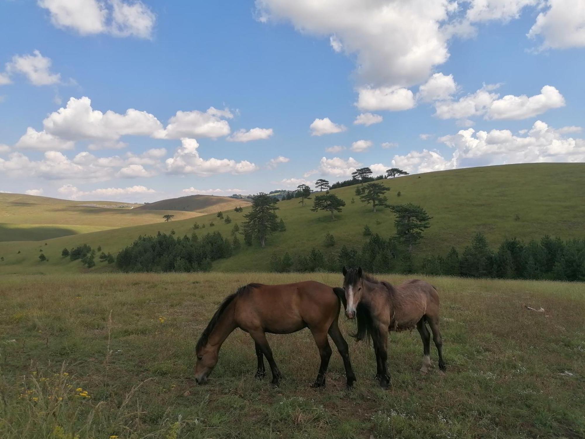 Zlatibor Brvnara Mir Villa Buitenkant foto